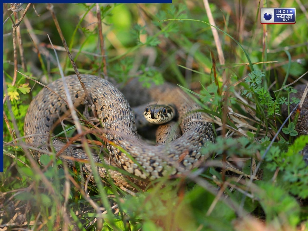 सांप घरों और गार्डेन में क्यों आते हैं? जानें उनकी पसंदीदा छिपने की जगहें कौन-सी है, तुरंत साफ करें