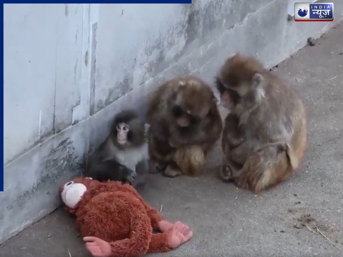 इंटरनेट पर छाया नन्हा ‘पंच’, भावुक मिलन के बाद सोशल मीडिया पर वायरल हुआ बंदर