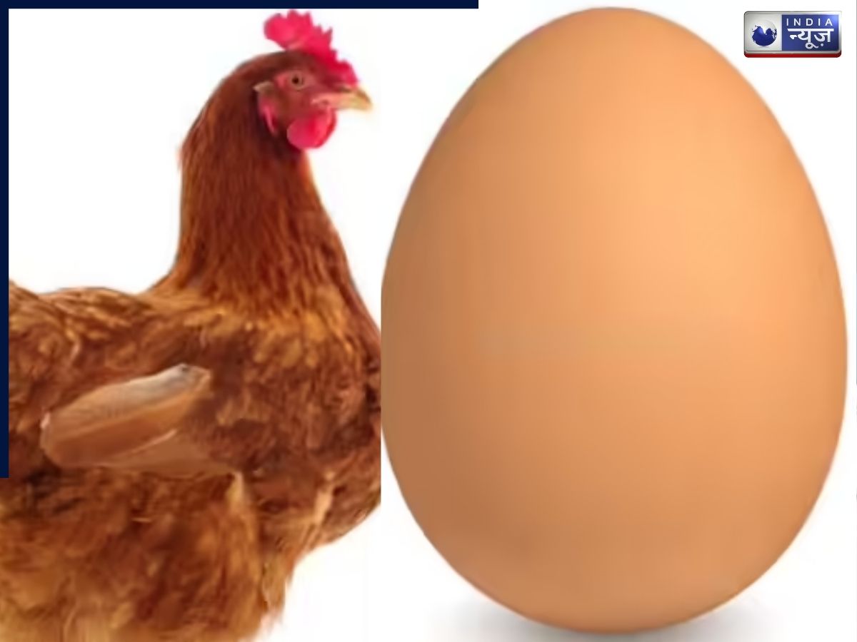 सदियों पुराना सवाल, ‘पहले मुर्गी आई या अंडा?’ Grok का जवाब हुआ वायरल, पूरे लॉजिक के साथ समझाया