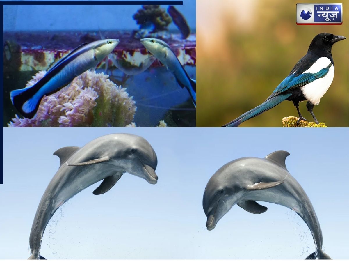 ऐसे कुछ जानवर जो खुद की आईने में कर सकते हैं पहचान, देख विज्ञान के भी उड़े होश!