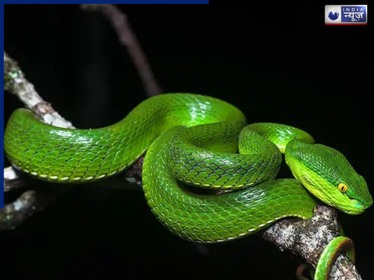 बैलिस्टिक स्ट्राइक, आखिर क्या है वाइपर सांपों की बिजली जैसी फुर्ती का रहस्य?