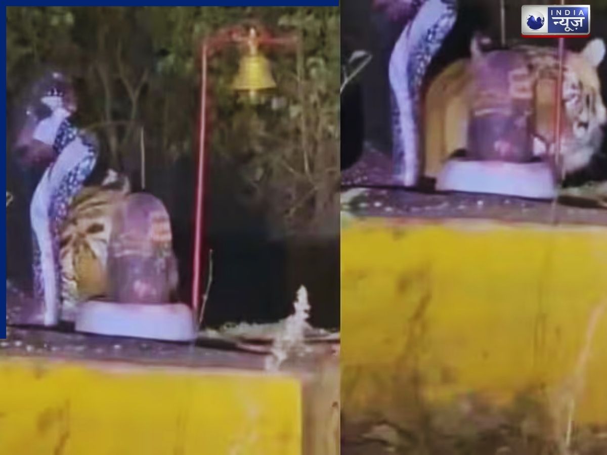 Devotee Tiger Viral Video: शिवलिंग पर सिर रगड़ते बाघ का वीडियो हुआ वायरल, नजारा देख लोग हैरान, बताया शिवभक्त!