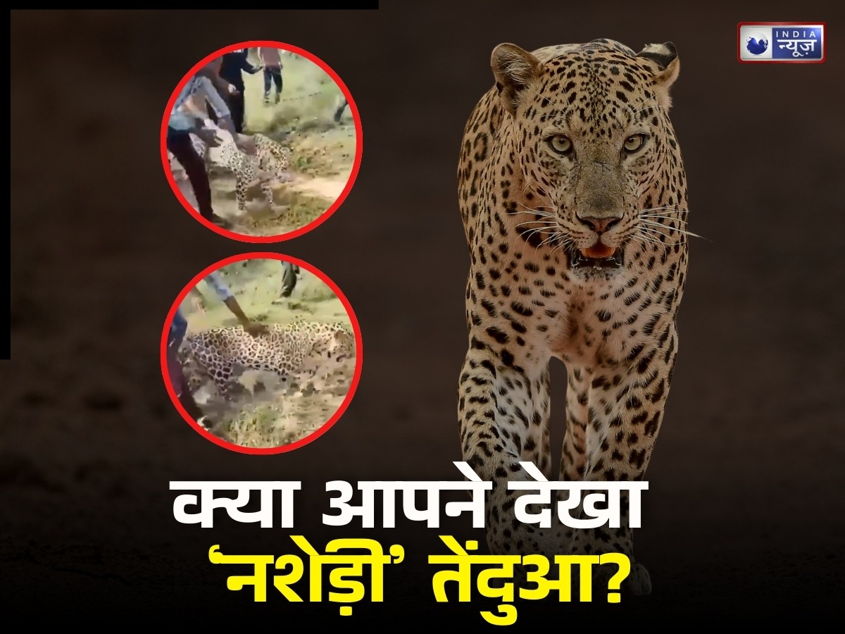 नशे में ‘टल्ली’ तेंदुआ! शराब की भट्टी में घुसकर जमकर पी, फिर भूल गया जंगल का रास्ता; वीडियो वायरल