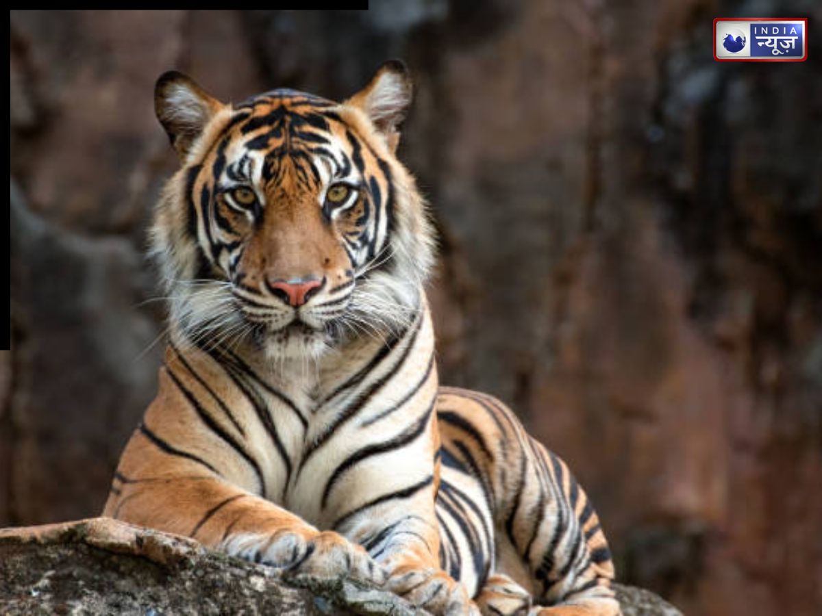 सिपाही को रास्ते से उठाकर ले गई थी बाघिन, दो दिन बाद गोली लगने से हुई मौत; बाघ को मारने पर भारत में क्या है कानून?