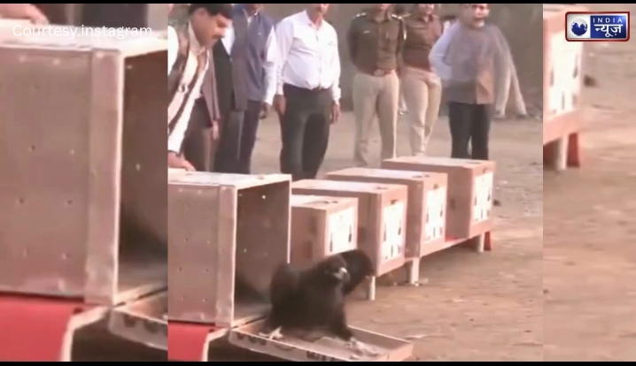 हलाली डैम में ‘आकाश के राजाओं’ की वापसी: CM मोहन यादव ने आज़ाद किए 5 दुर्लभ गिद्ध, क्या GPS टैग खोलेगा प्रकृति के राज?