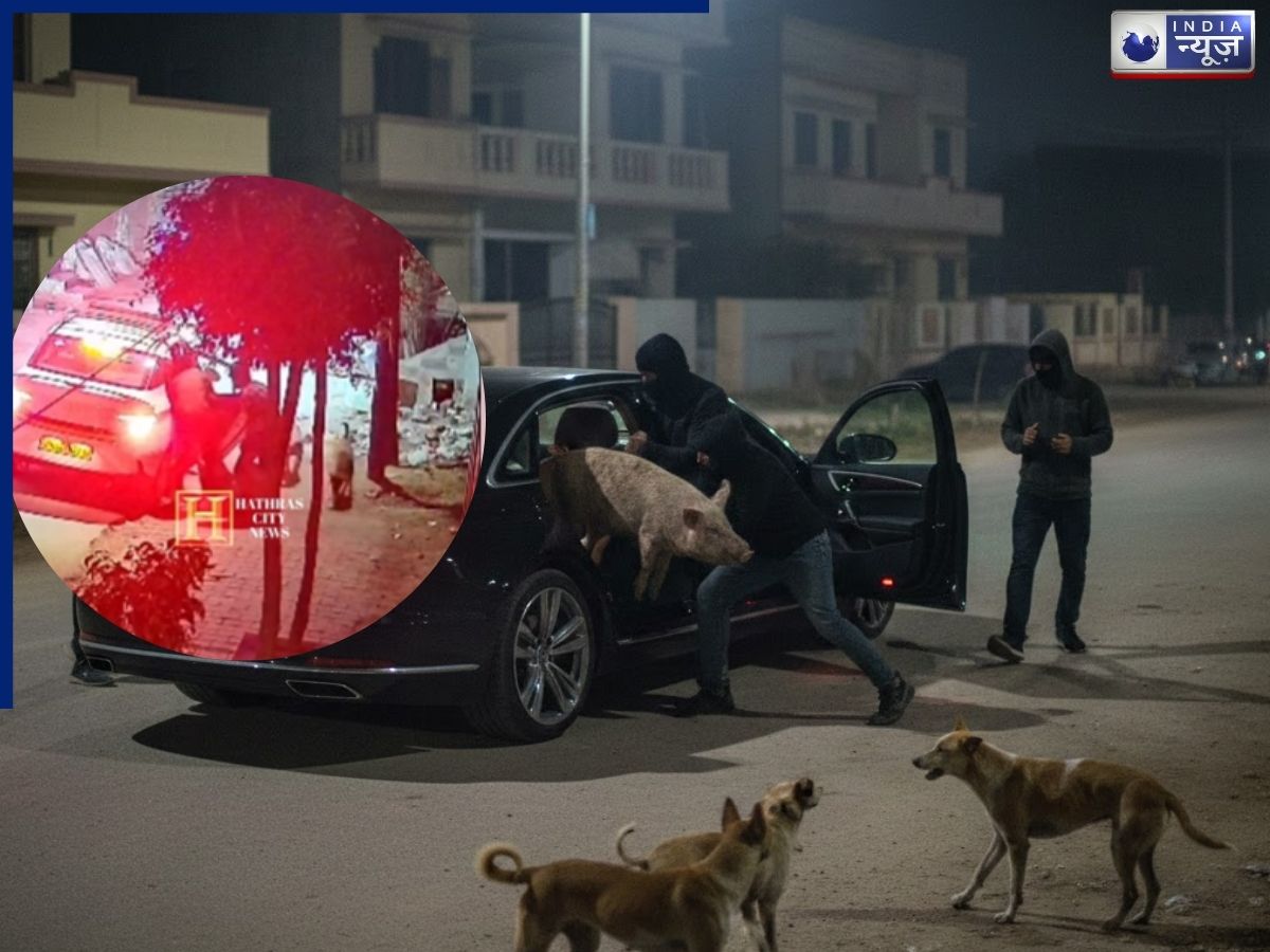 Hathras Pig Theft News: देखा है कभी ऐसा चोर! ‘लग्जरी कार’ में उठा ले जा रहे सूअर, हाथरस की इस चोरी को देख चकरा जाएगा सिर!
