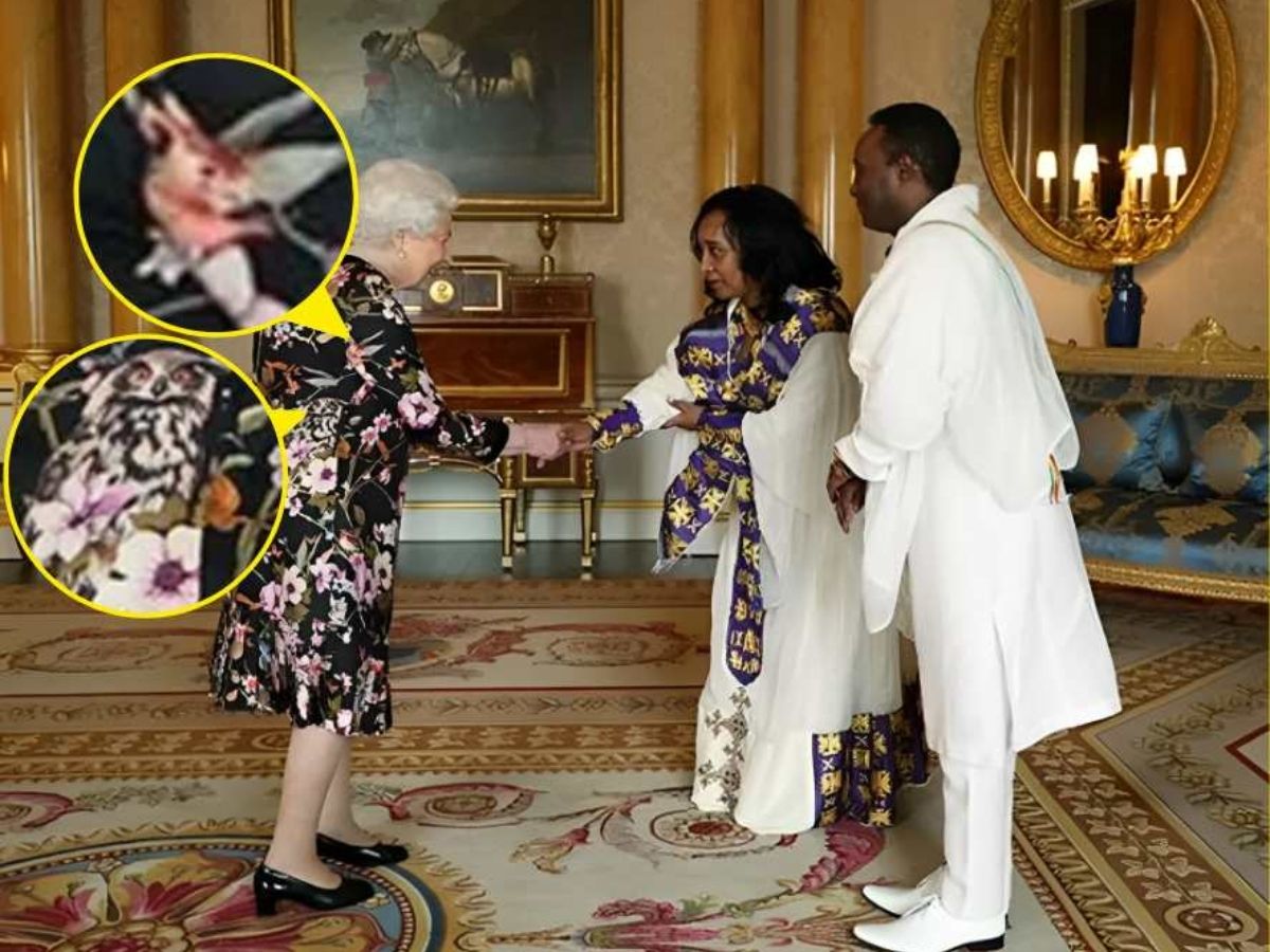 Hidden Animal Illusion 1 Hidden Animal Illusion 1