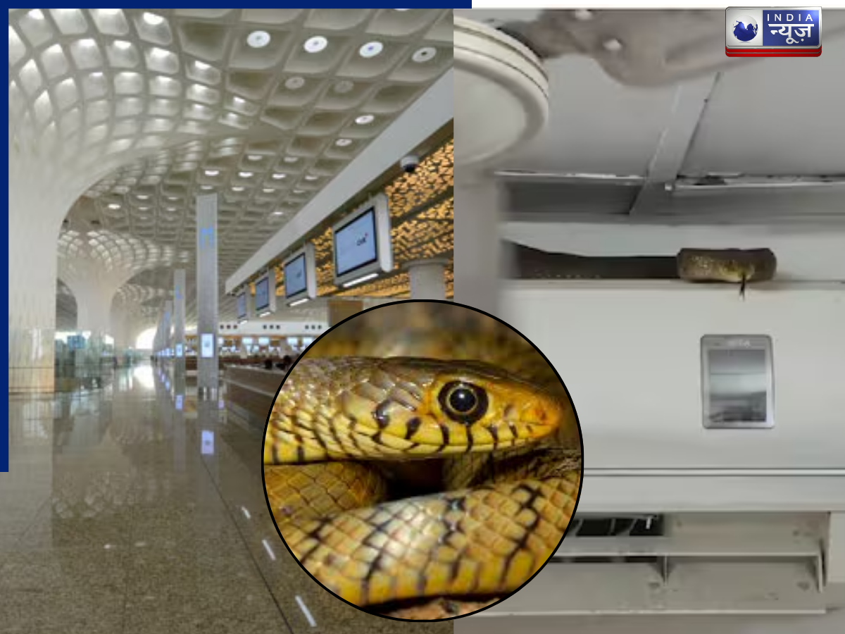 मुंबई एयरपोर्ट पर मची अफरातफरी, AC पर बैठकर आराम फरमा रहा था 7 फीट लंबा इंडियन रैट स्नेक, वीडियो वायरल