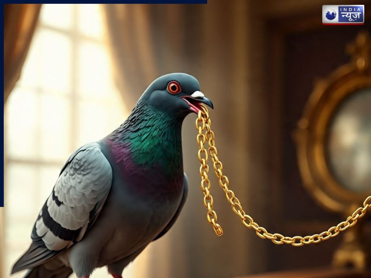 मासूम कबूतर बना शातिर चोर, पलक-झपकते ही कर दिया ऐसा कांड, लोग हो गए हैरान!