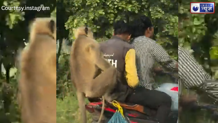 ट्रिपल सवारी में ‘बजरंग बली’ का चेला निकला; बाइक पर दो जवानों के साथ लंगूर के जलवे ने उड़ाए होश!