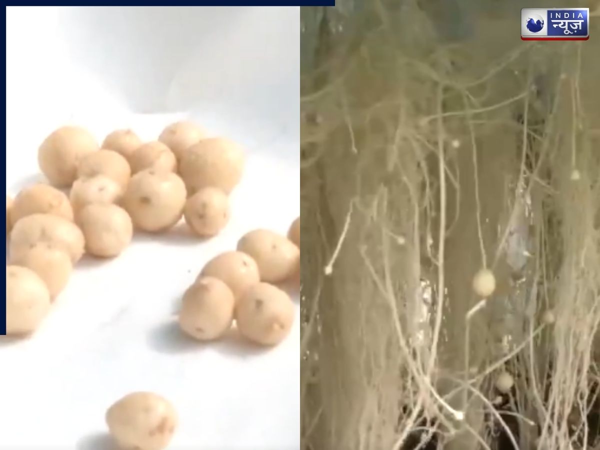 मिट्टी नहीं, हवा में पैदा होंगे आलू! जानें कैसे मध्य प्रदेश के कृषि वैज्ञानिकों ने किया ये कमाल?