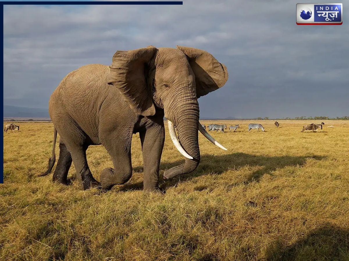 जब जंगली हाथी ने स्कूल बस का किया पीछा और फिर, देखने वालों के खड़े हो जाएंगे रोंगटे