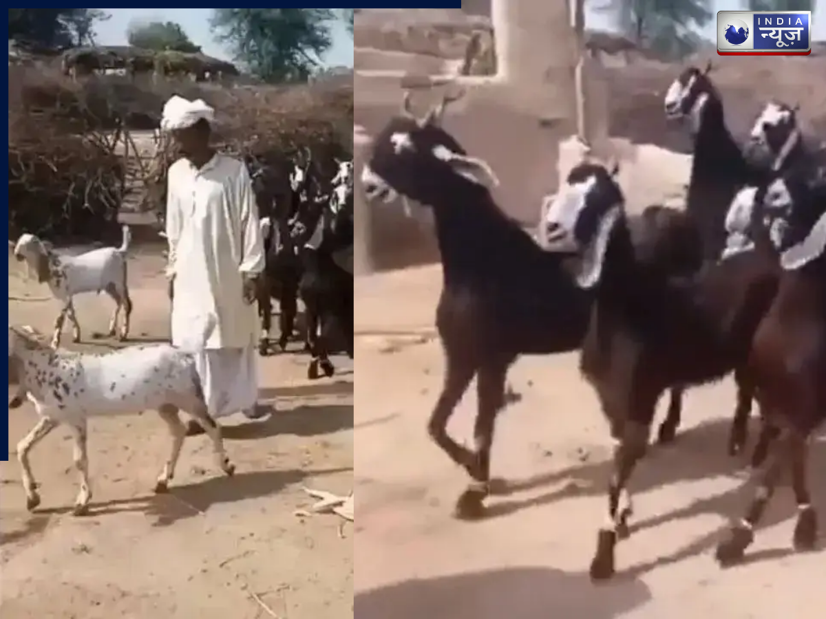 ठुमकती हुई चलती हैं नाची बकरियां, पाकिस्तान की इन बकरियों की चाल कर देगी मंत्रमुग्ध, वीडियो वायरल