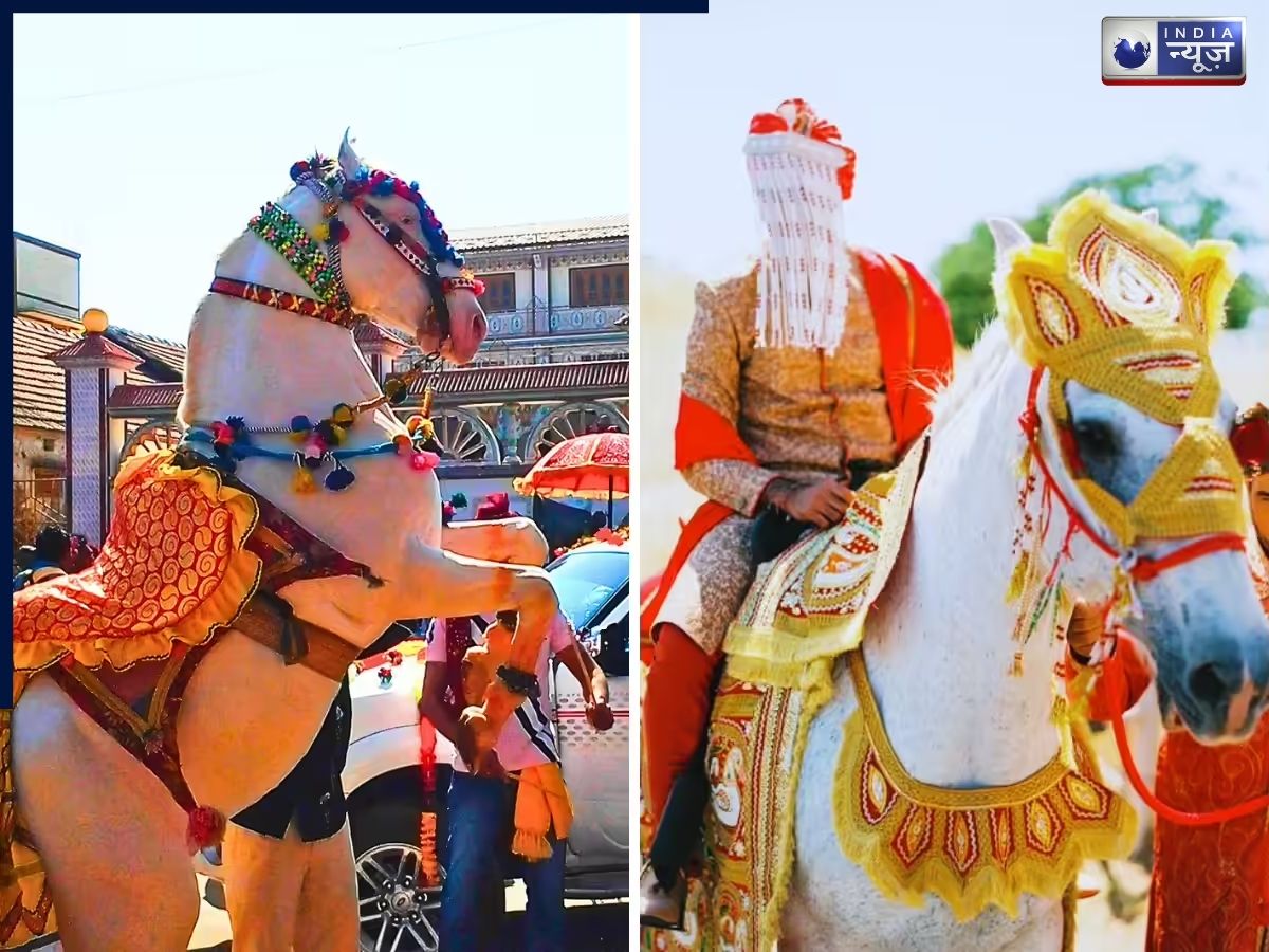 Why a mare instead of a horse - Photo Gallery