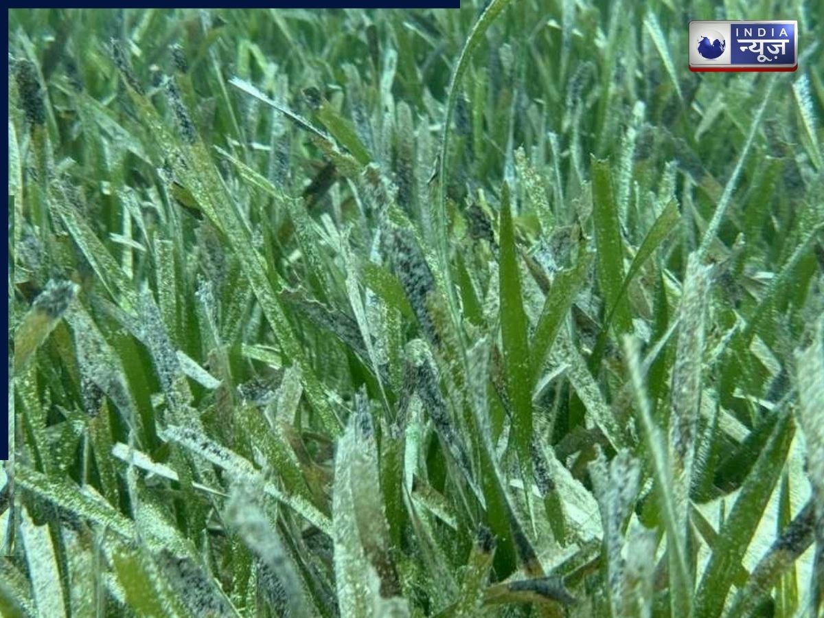 Visual Illusion Puzzle: आपकी नजर भी खा जाएगी धोखा! सीग्रास की इस तस्वीर में छिपी मछली ढूंढना हर किसी के बस की बात नहीं