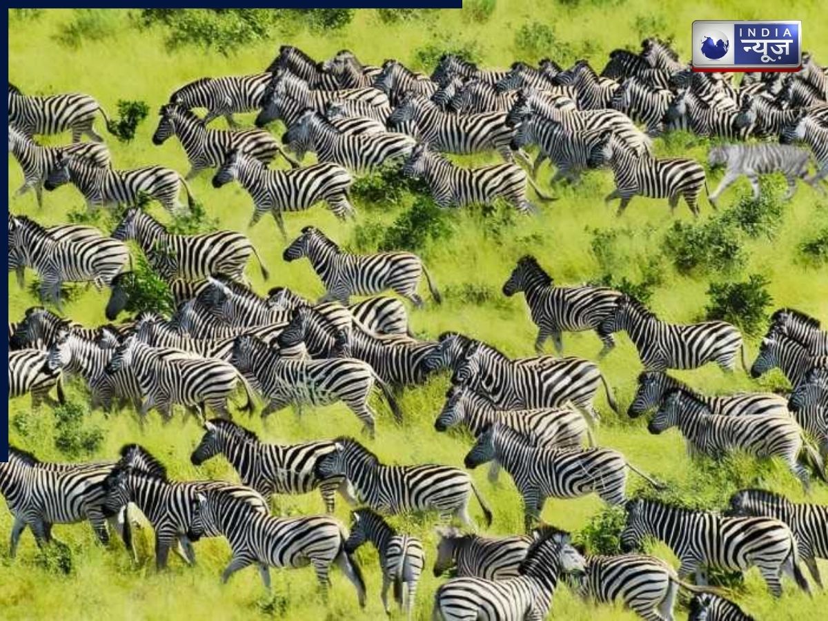 सिर्फ तेज नजर वाले ही जीत पाएंगे ये चैलेंज! जेब्राओं के झुंड में छिपा बाघ 8 सेकंड में दिखा तो आप वाकई खास हैं