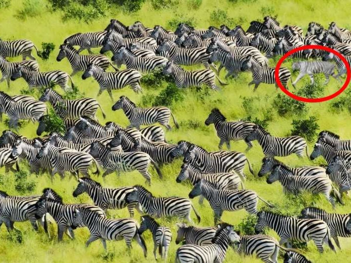 Optical Illusion challenge 3