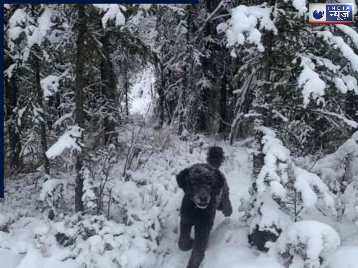 Optical Illusion Personality Test: पहले कुत्ता दिखा या आगे दौड़ता आदमी? जवाब बताएगा आप कितने वफादार हैं