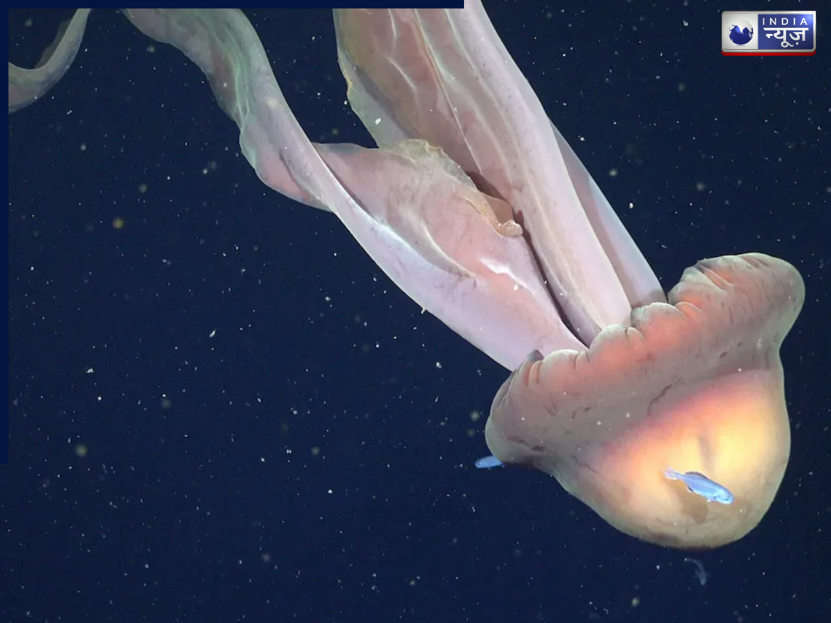 127 साल बाद दिखा विशालकाय समुद्री जीव, अर्जेंटीना में समुद्र की गहराइयों में मिली फैंटम जेलीफिश