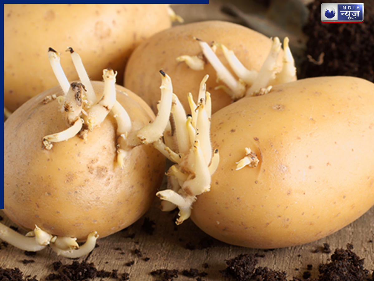 Potatoes begin to sprout - Photo Gallery