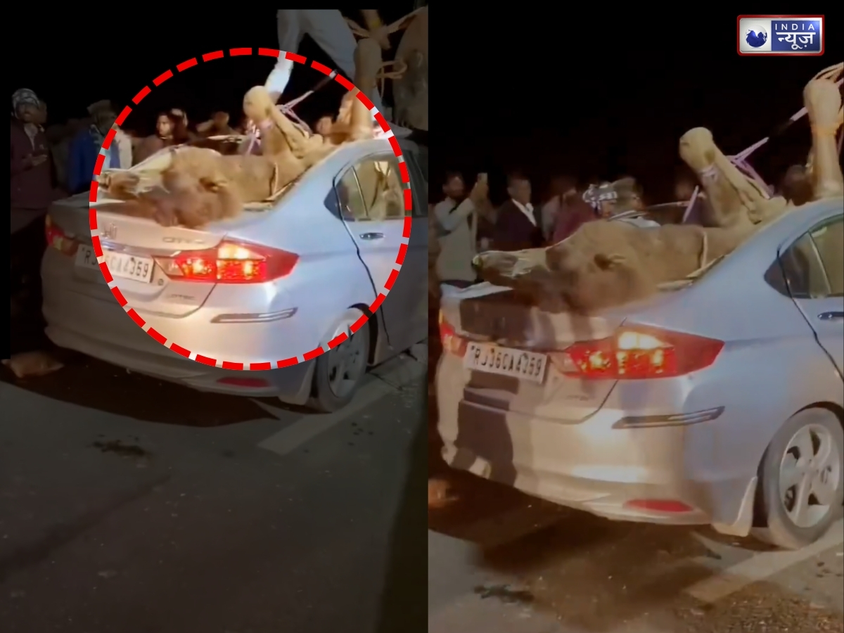 रफ्तार बनी काल! कार से टकराया ऊंट, छत फाड़कर सीट पर गिरा; ड्राइवर की मौत, वीडियो वायरल