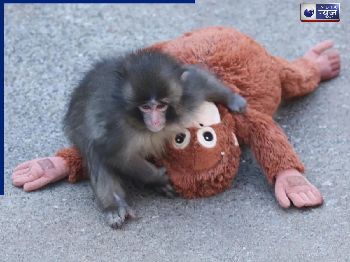 कौन है ‘पंच द बेबी मंकी’, सोशल मीडिया पर लोग क्यों कर रहे हैं पसंद?