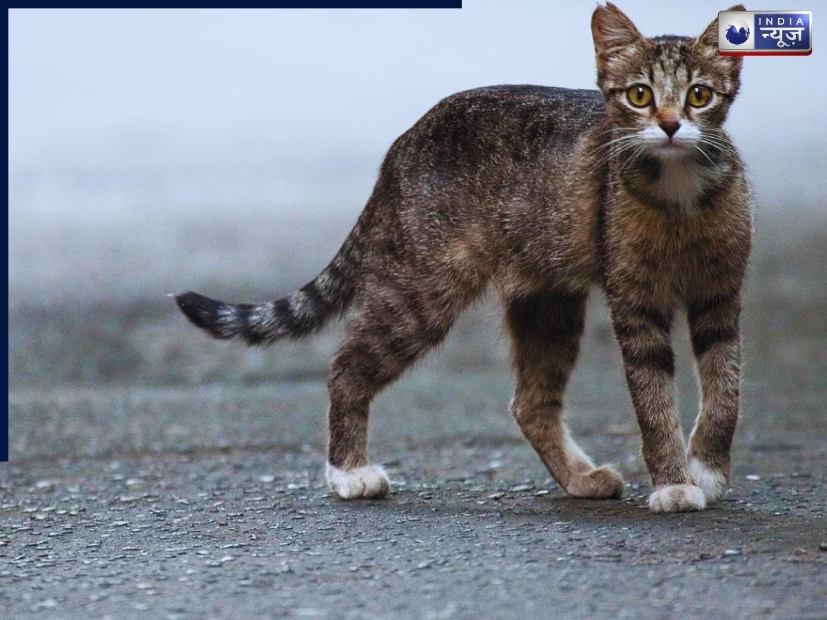 Cat Crossing: क्या बिल्ली का रास्ता काटना सच में अशुभ होता है, जानिए प्रेमानंद महाराज, पुरानी मान्यताएं और विज्ञान का क्या है कहना?