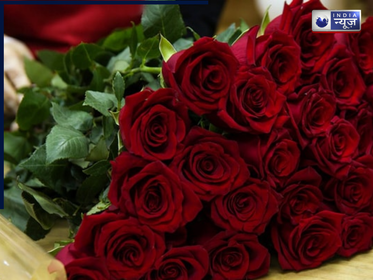 Rose Day History: वैलेंटाइन वीक के पहले दिन किसे दें किस रंग का गुलाब, जानें क्या है रोज डे का इतिहास?