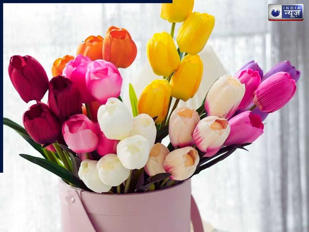 Tulip flower - Photo Gallery