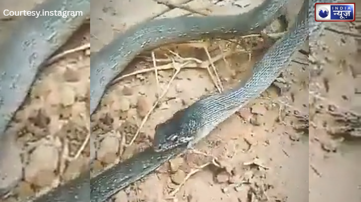 रोंगटे खड़े कर देने वाला वीडियो; अपनी ही पूंछ को निगल खुद का काल बना ये जहरीला सांप, देखें वीडियो!