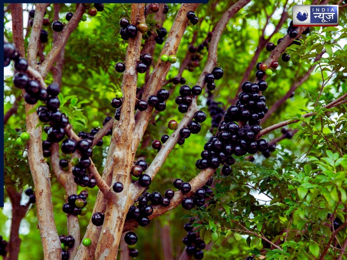 Jabuticaba tree - Photo Gallery