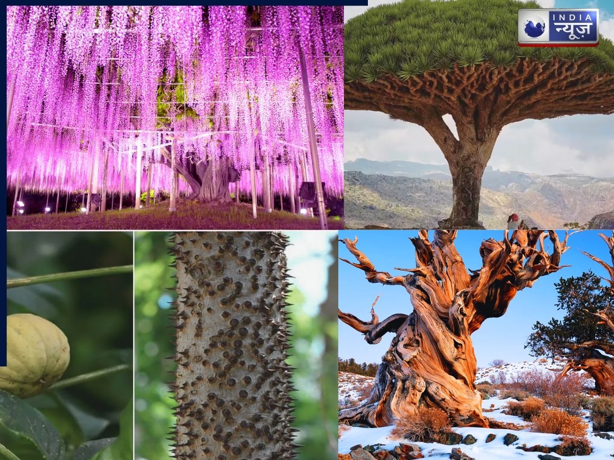 ये हैं दुनिया के रहस्यमयी पेड़!, कोई अपनी जगह से खिसकता है तो किसी का बम की तरह फटता है फल, देखें लिस्ट