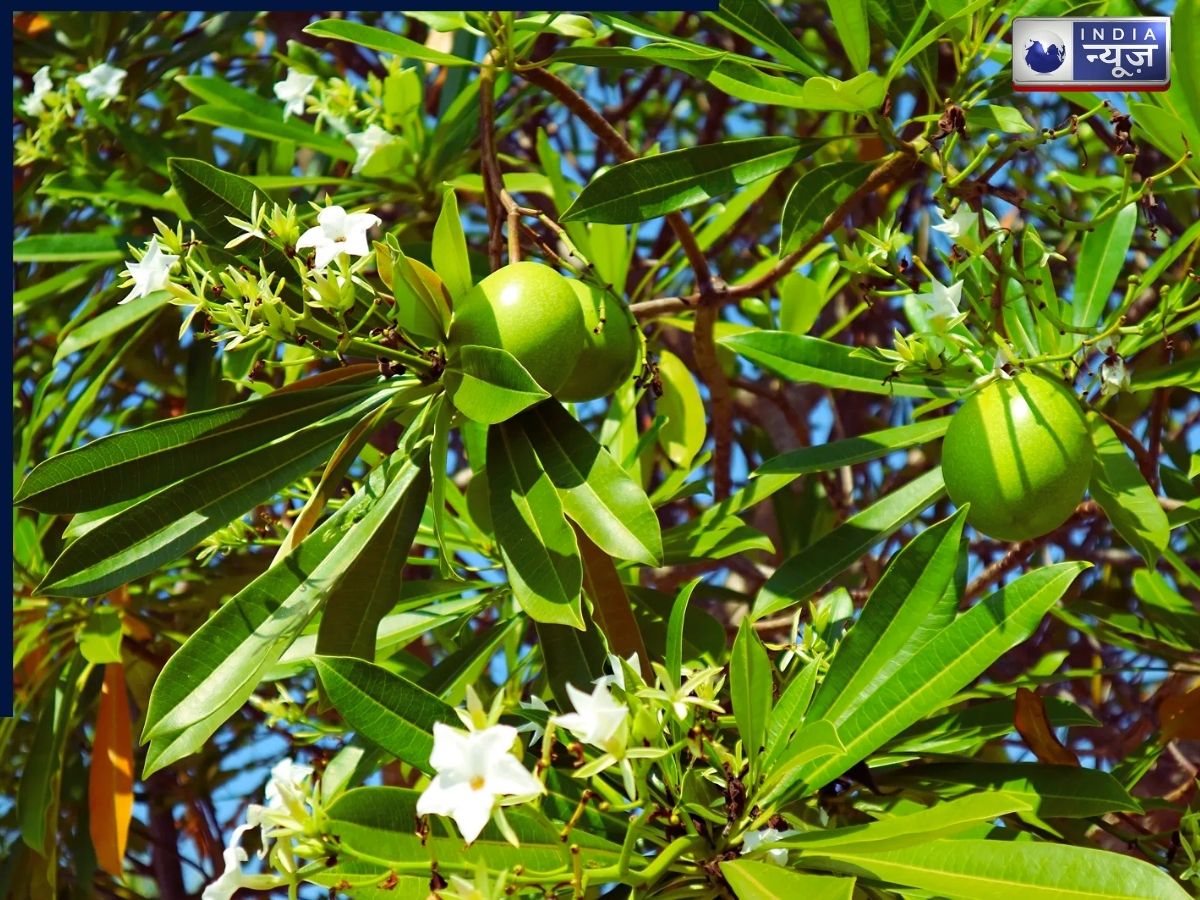 Cerbera odollam tree - Photo Gallery