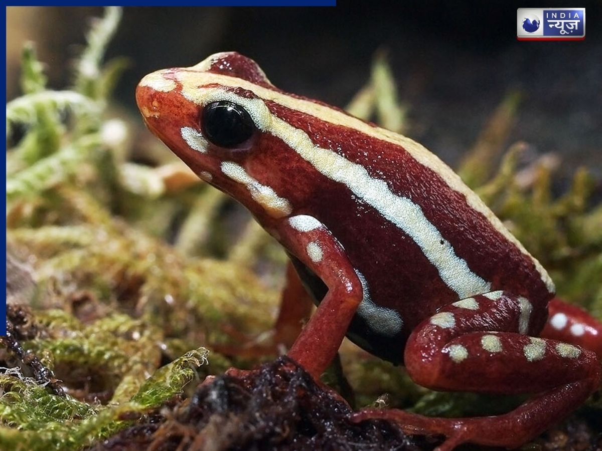 आखिर क्या है खूबसूरत मेंढक का खौफनाक सच, क्यों इंसानों के लिए माना जाता है सबसे बड़ा खतरा?