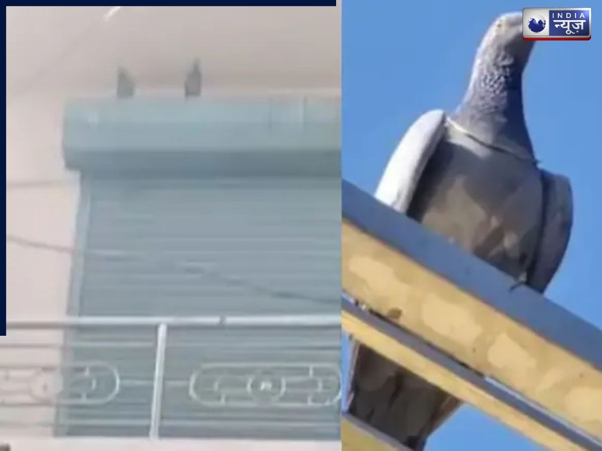 राजस्थान में अजीब चोरी: ज्वेलरी शॉप से कबूतर ले उड़ा ₹1 लाख की सोने की चेन, मालिक परेशान