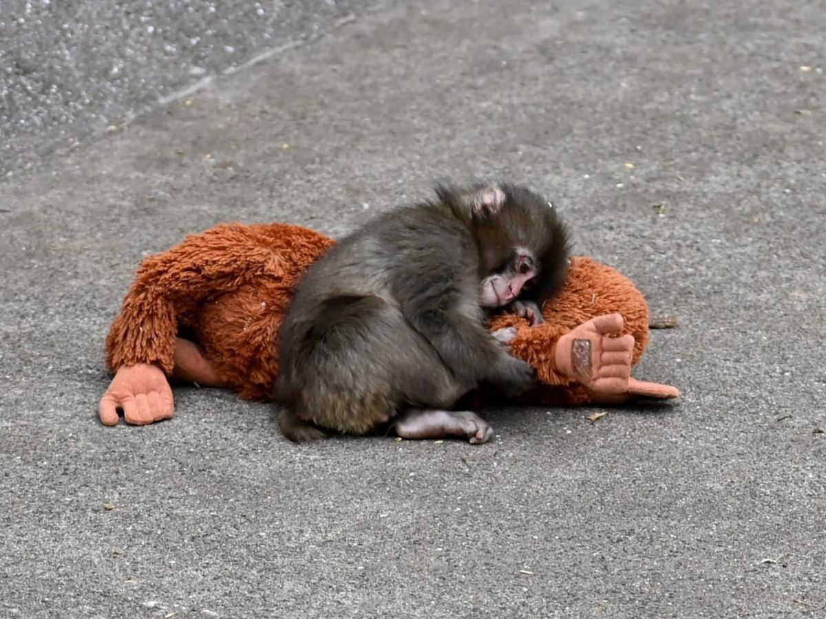 Comfort Toy - Photo Gallery