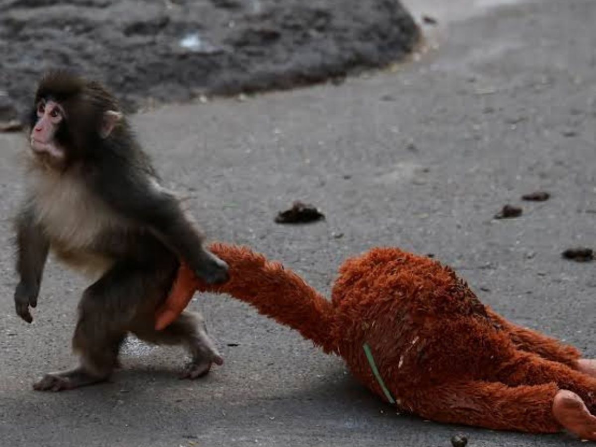 Viral Footage - Photo Gallery