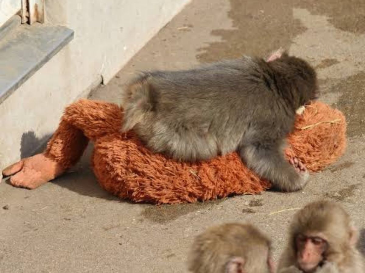 Zoo Rush - Photo Gallery