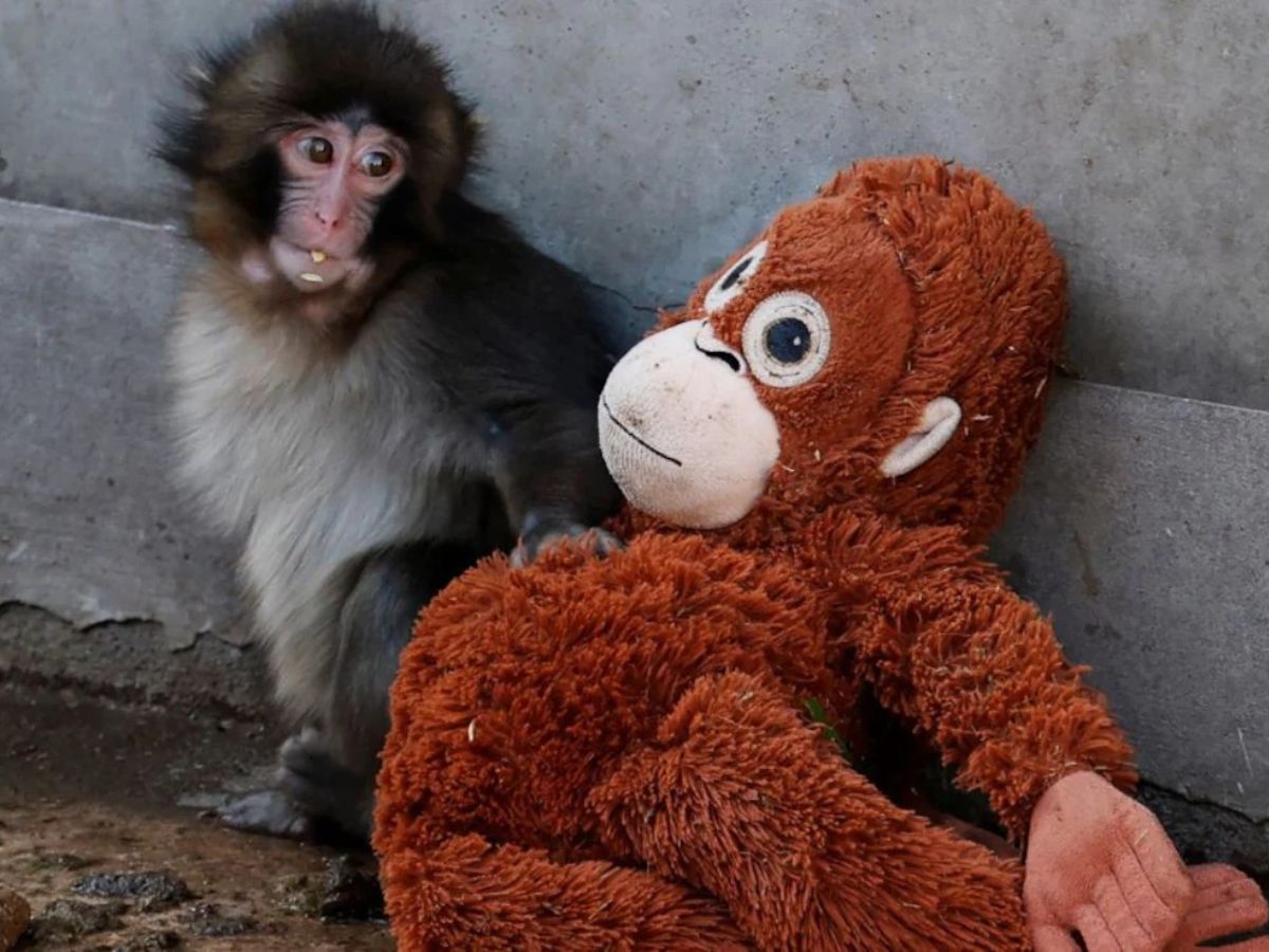 Social Growth - Photo Gallery