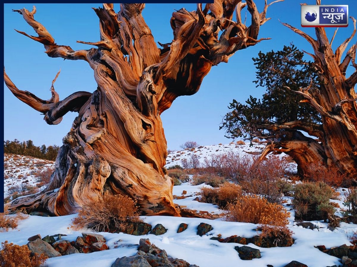 Methuselah tree - Photo Gallery