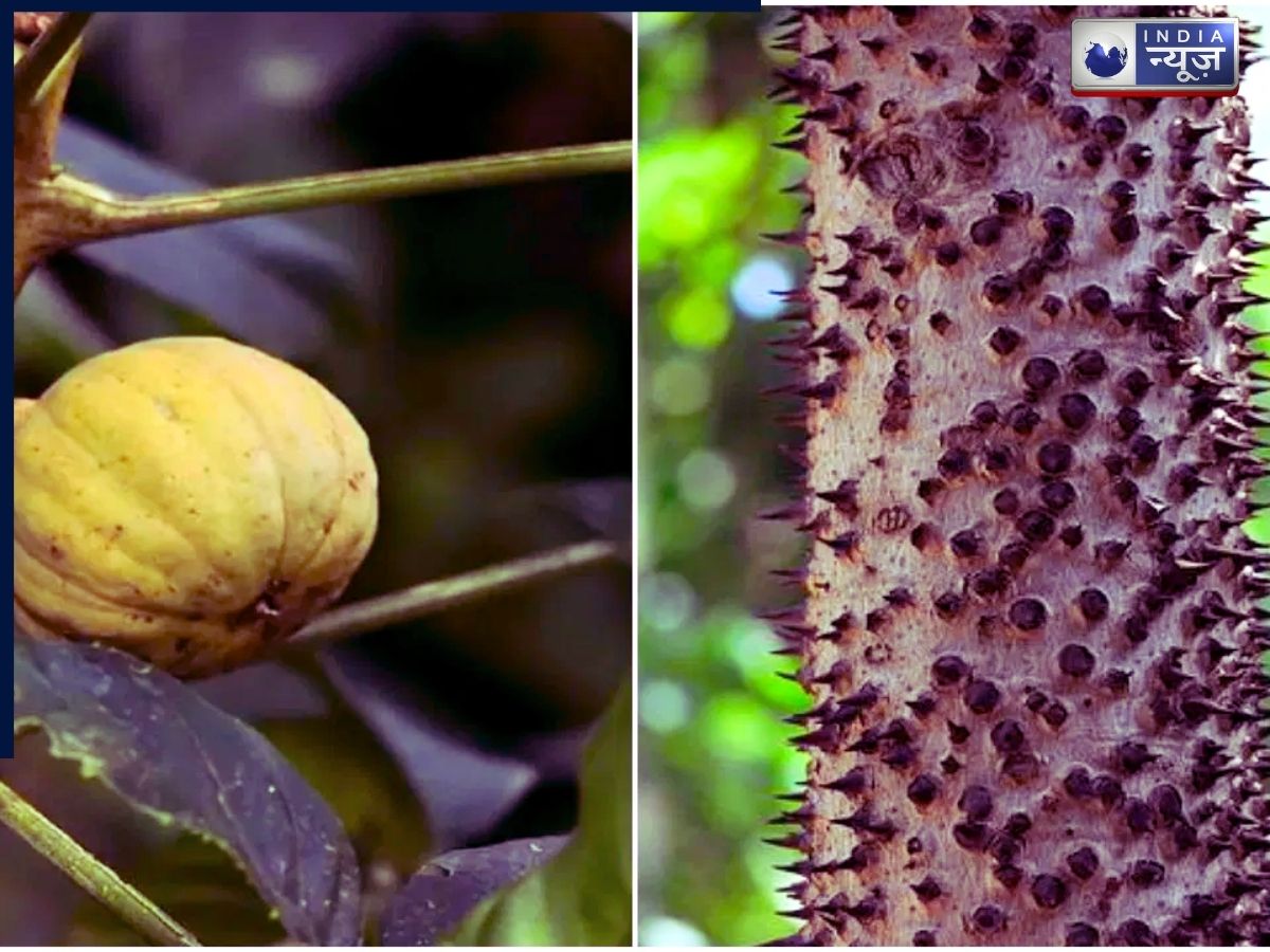 Poshamwood tree - Photo Gallery