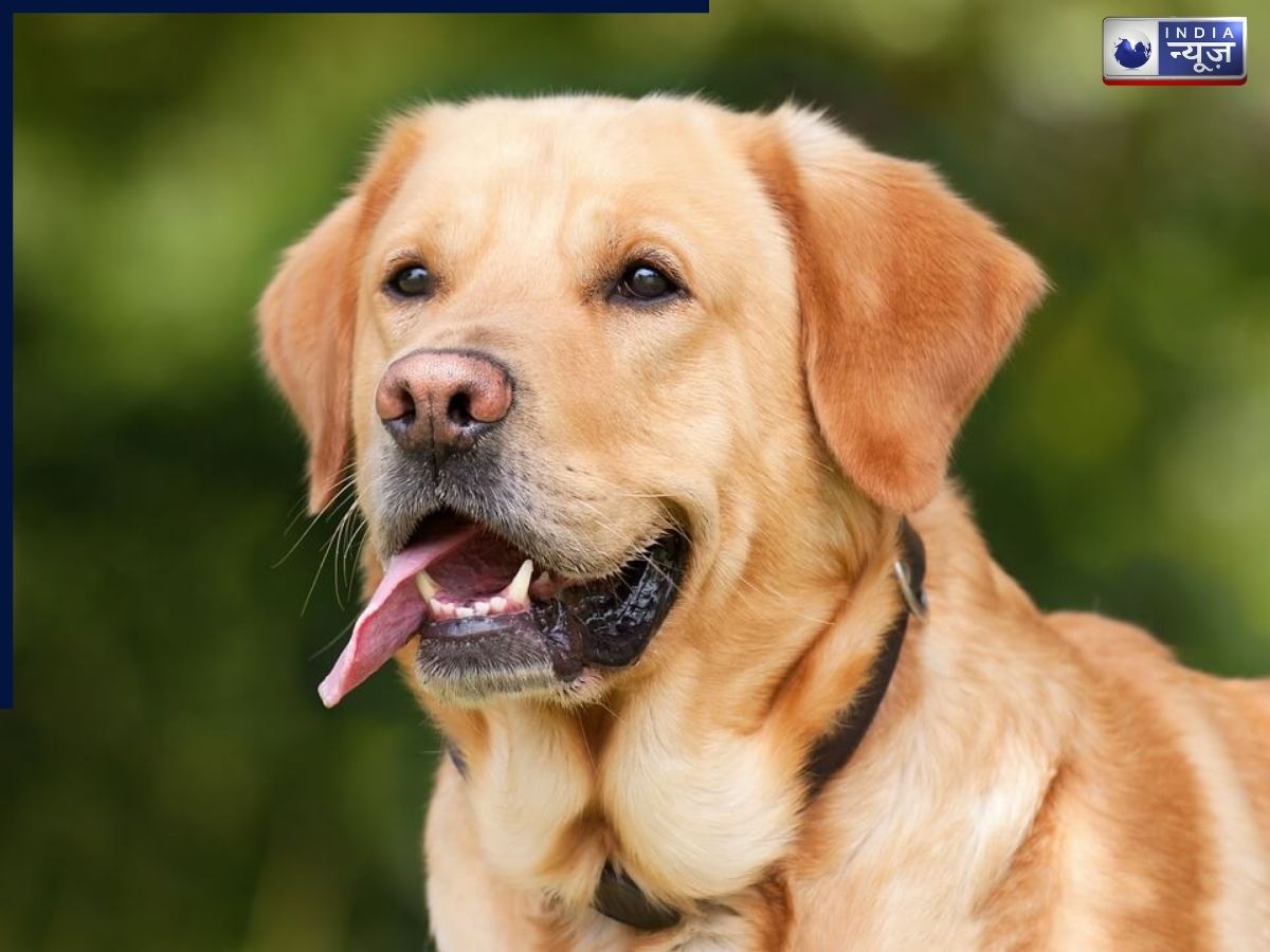 जब महिला ने खोया अपना आपा, कहा- ‘मेरे कुत्ते को मारेगा?’, हाई-वोल्टेज ड्रामे का वीडियो जमकर हुआ वायरल