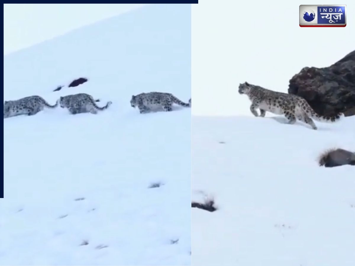 ‘पहाड़ों के भूत’ का दुर्लभ दीदार, लद्दाख के कैमरे में कैद हुआ हिम तेंदुओं का पूरा परिवार, वीडियो वायरल