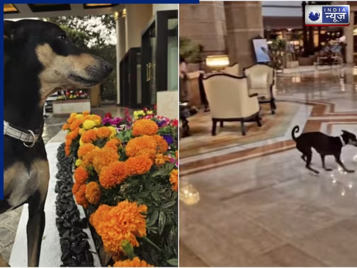 ‘ठुमकी’ का शाही अंदाज: ताज बंगाल की ठुमकी ने सोशल मीडिया पर मचाया धमाल, वीडियो वायरल