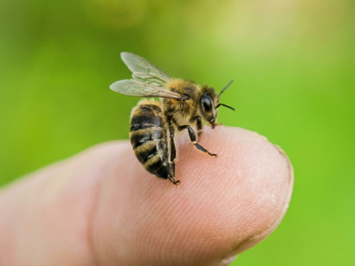 Why do bees attack humans, how to prevent it - Photo Gallery