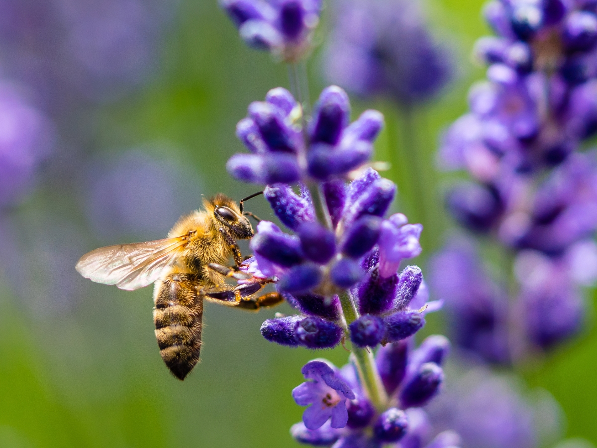 Why do bees attack humans, how to prevent it - Photo Gallery