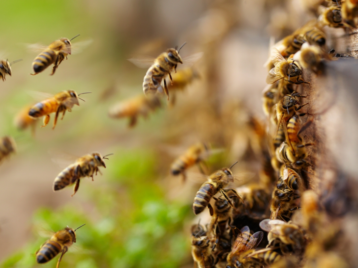 Why do bees attack humans, how to prevent it - Photo Gallery