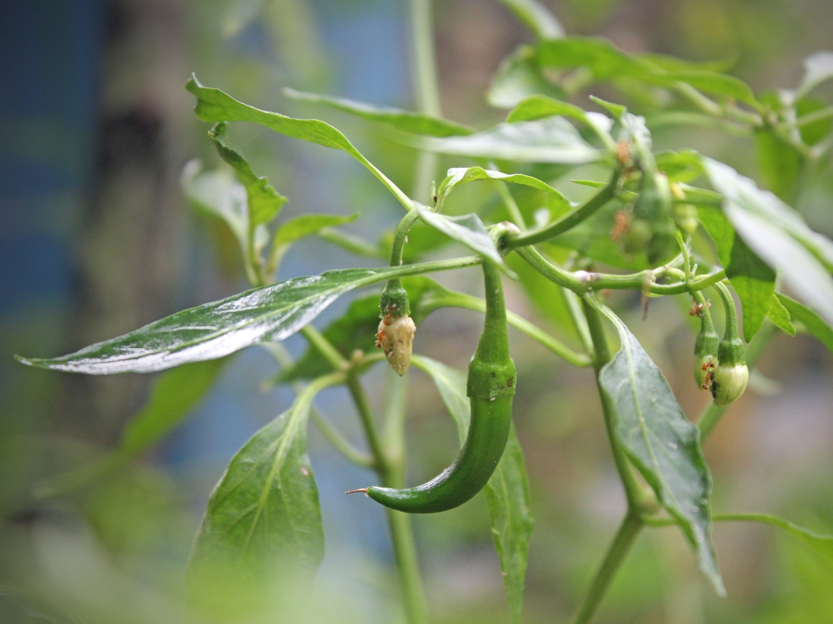 vitamin C - Photo Gallery