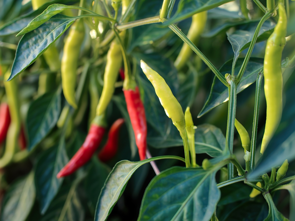 Beneficial for Blood Pressure and Diabetes - Photo Gallery