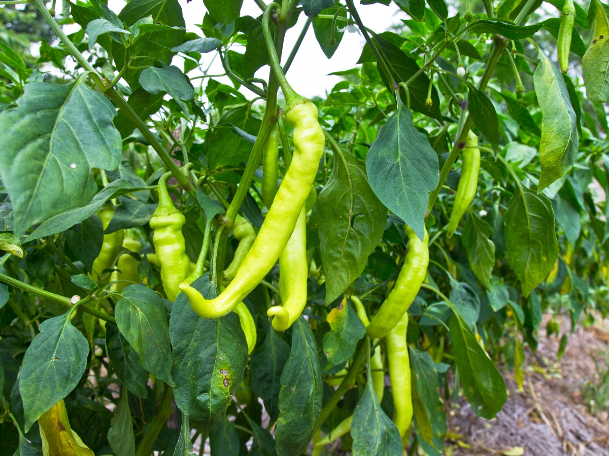 Protects against lung diseases. - Photo Gallery